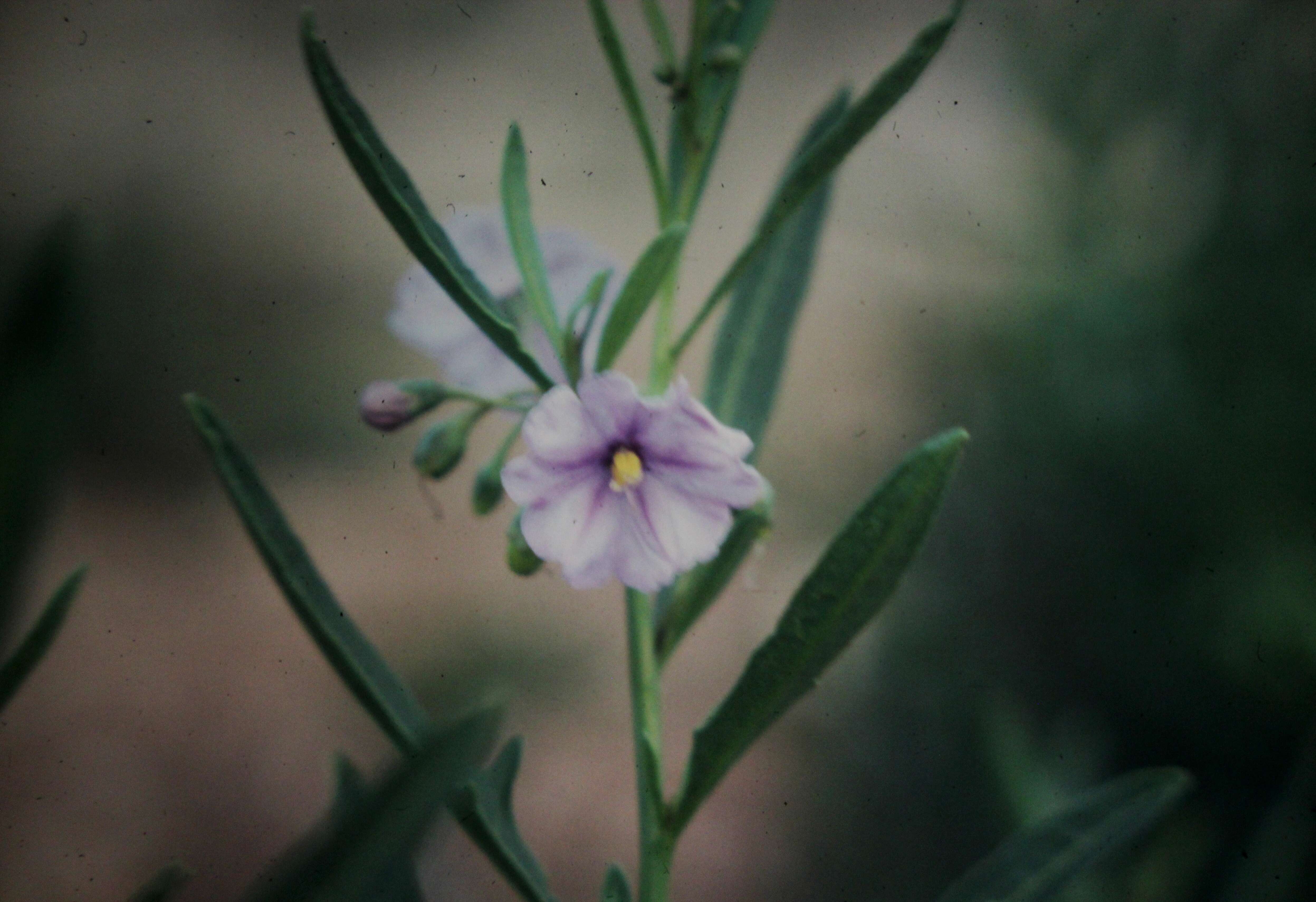 Image of Solanum symonii H. Eichler