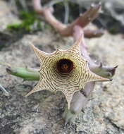 Image of Ceropegia leachiana Bruyns