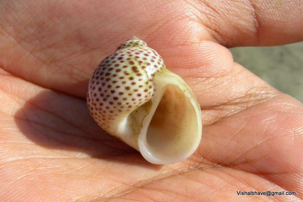 Image of moon snail