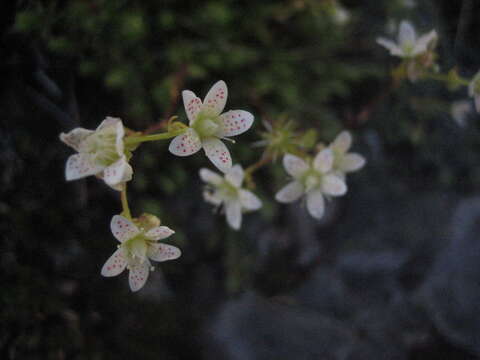 Image de Saxifraga bronchialis L.