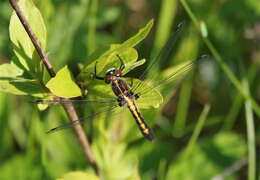 Image of Leucorrhinia Brittinger 1850