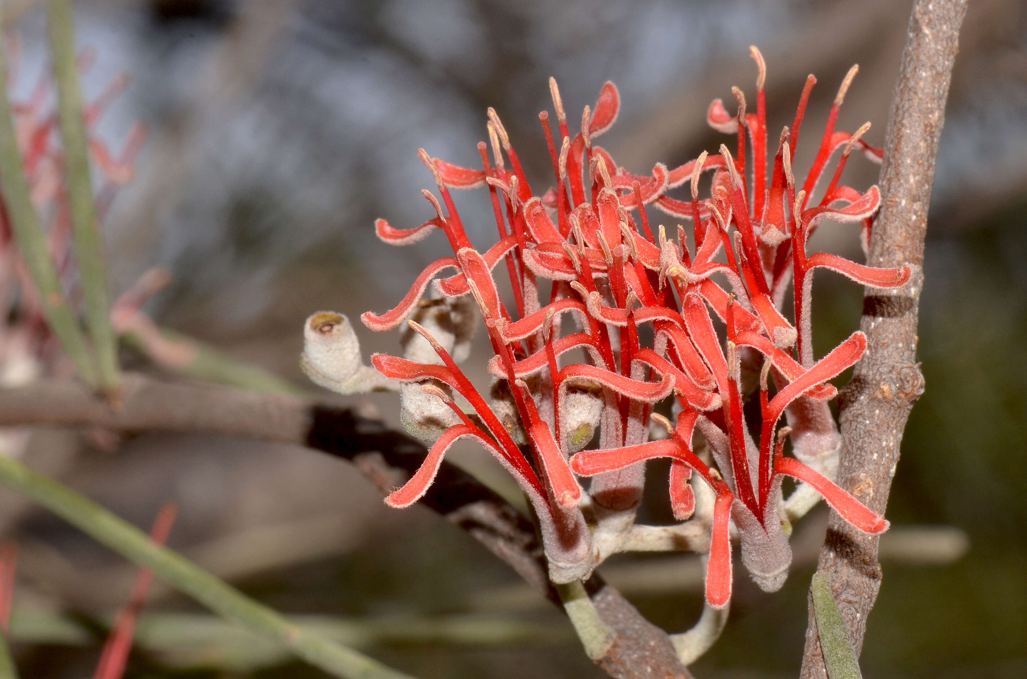 Amyema linophylla (Fenzl) Tieghem的圖片