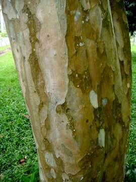 Plancia ëd Lagerstroemia floribunda Jack