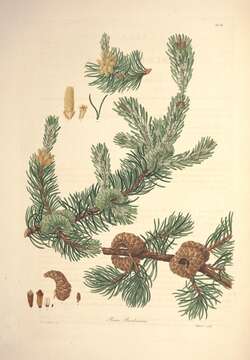 Image of jack pine