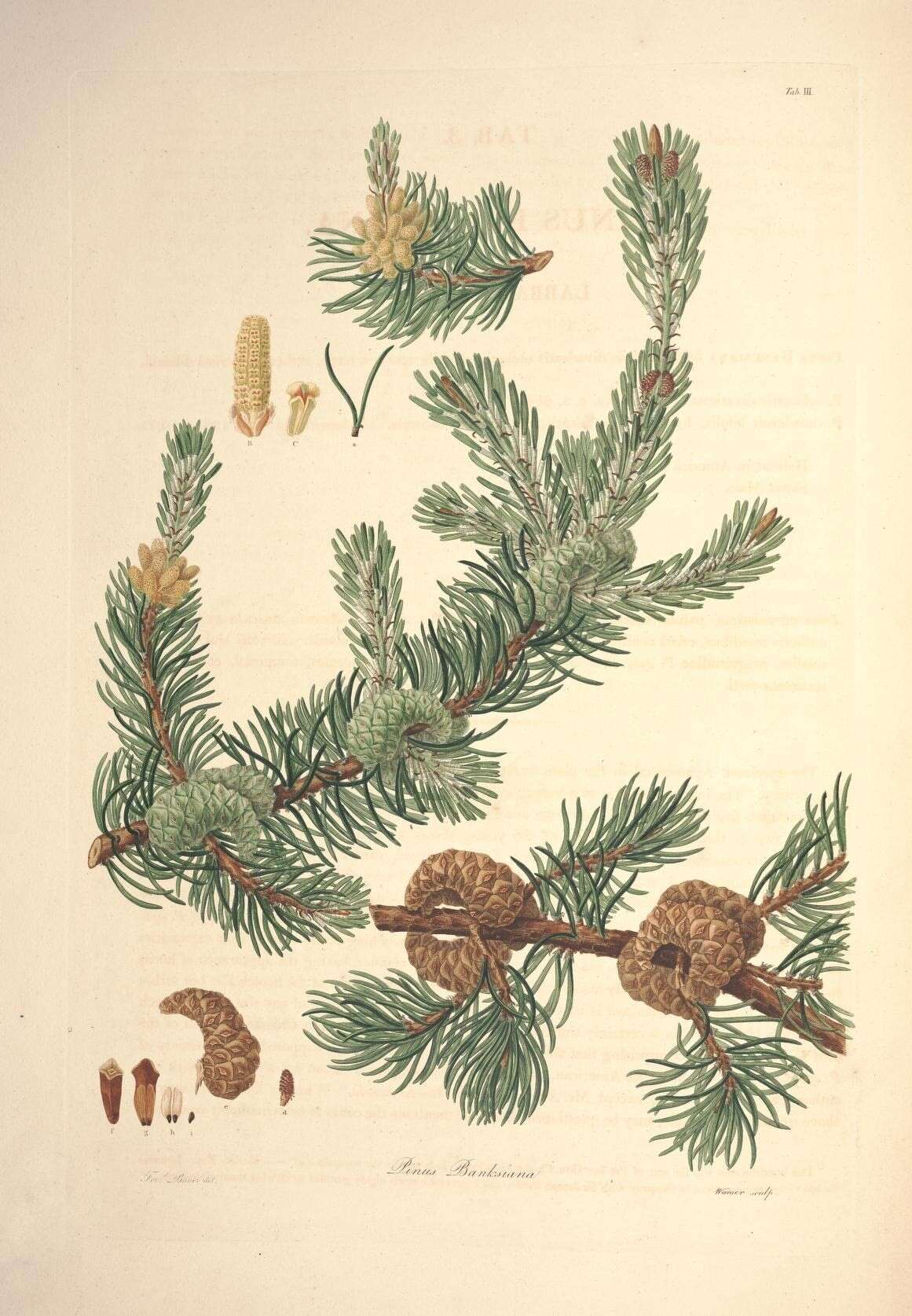 Image of Pine