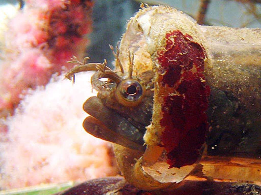 Image of tube blennies