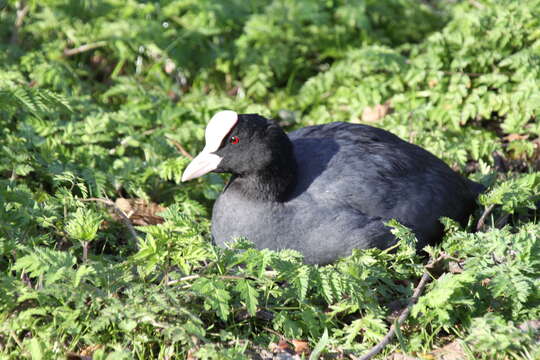 Image of Common Coot