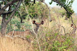 Image of Spiral-horned Antelope