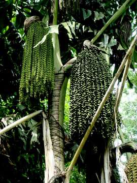 Image of fishtail palm