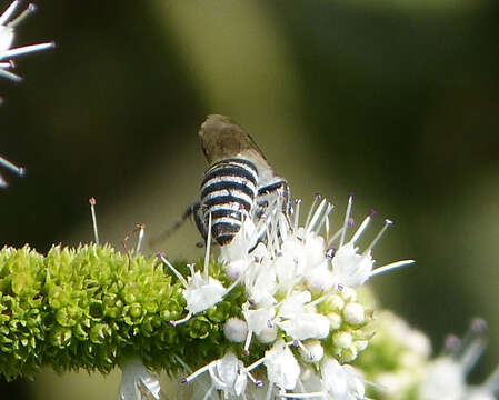 Image of Colletes nigricans Gistel 1857