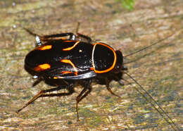 Image of Sundablatta pulcherrima (Shelford 1906)