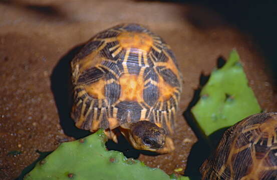 Imagem de Astrochelys radiata (Shaw 1802)