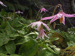 Image of mahogany fawnlily