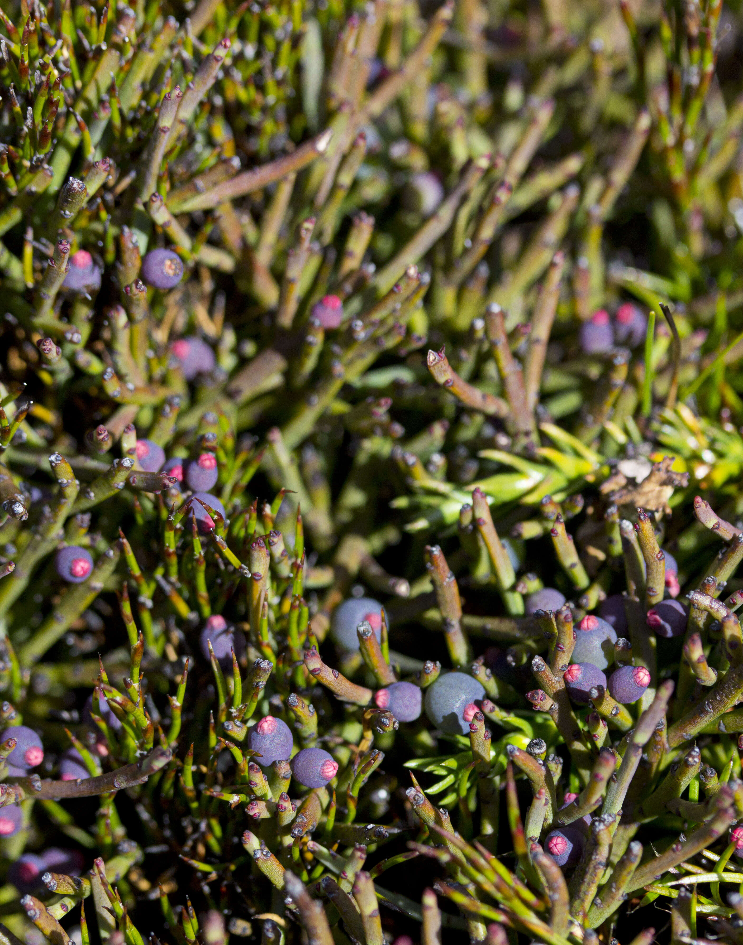 Image of Leptomeria