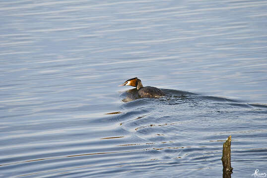 Image of Great Crested Grebe