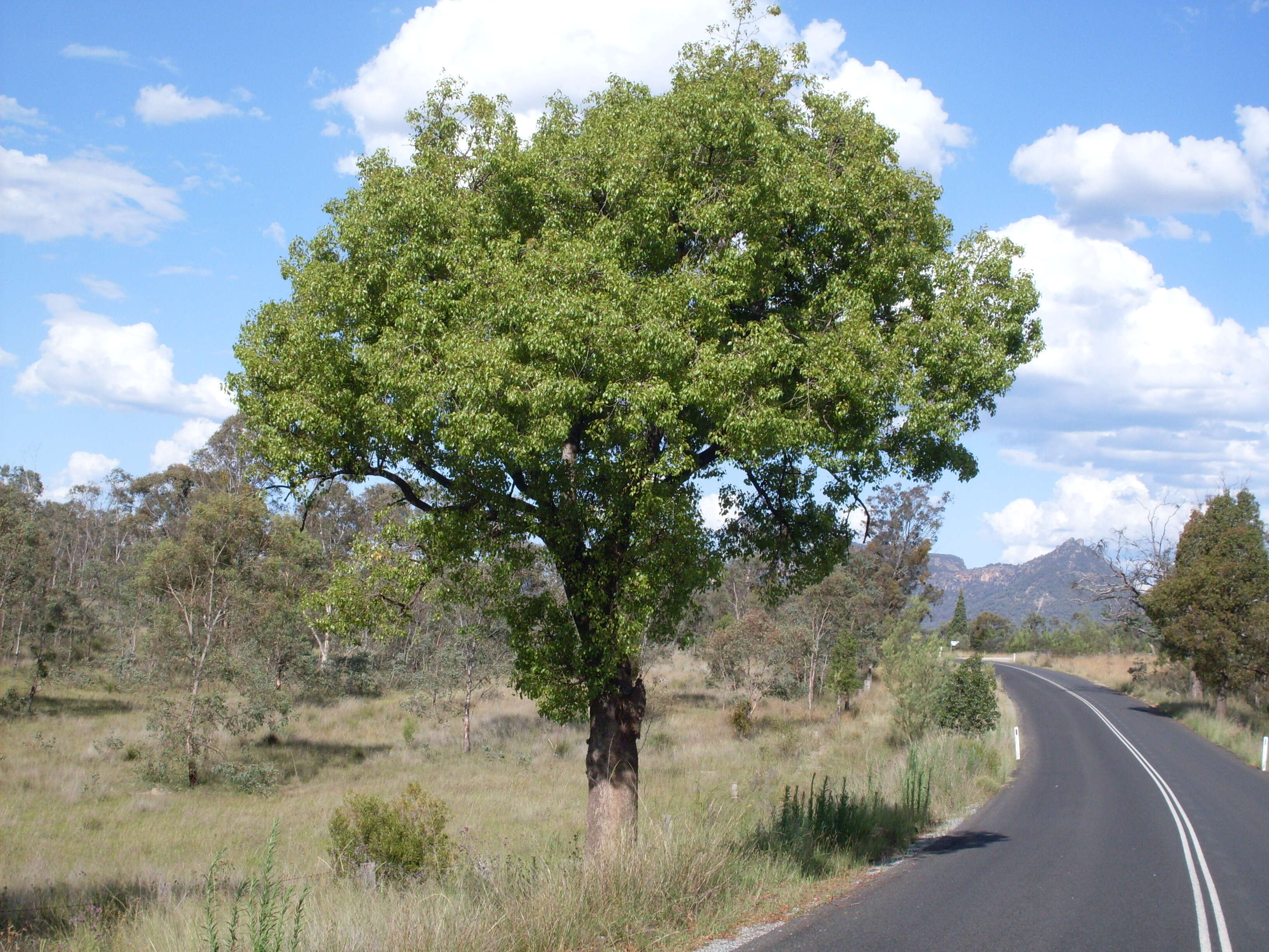 Image of kurrajong