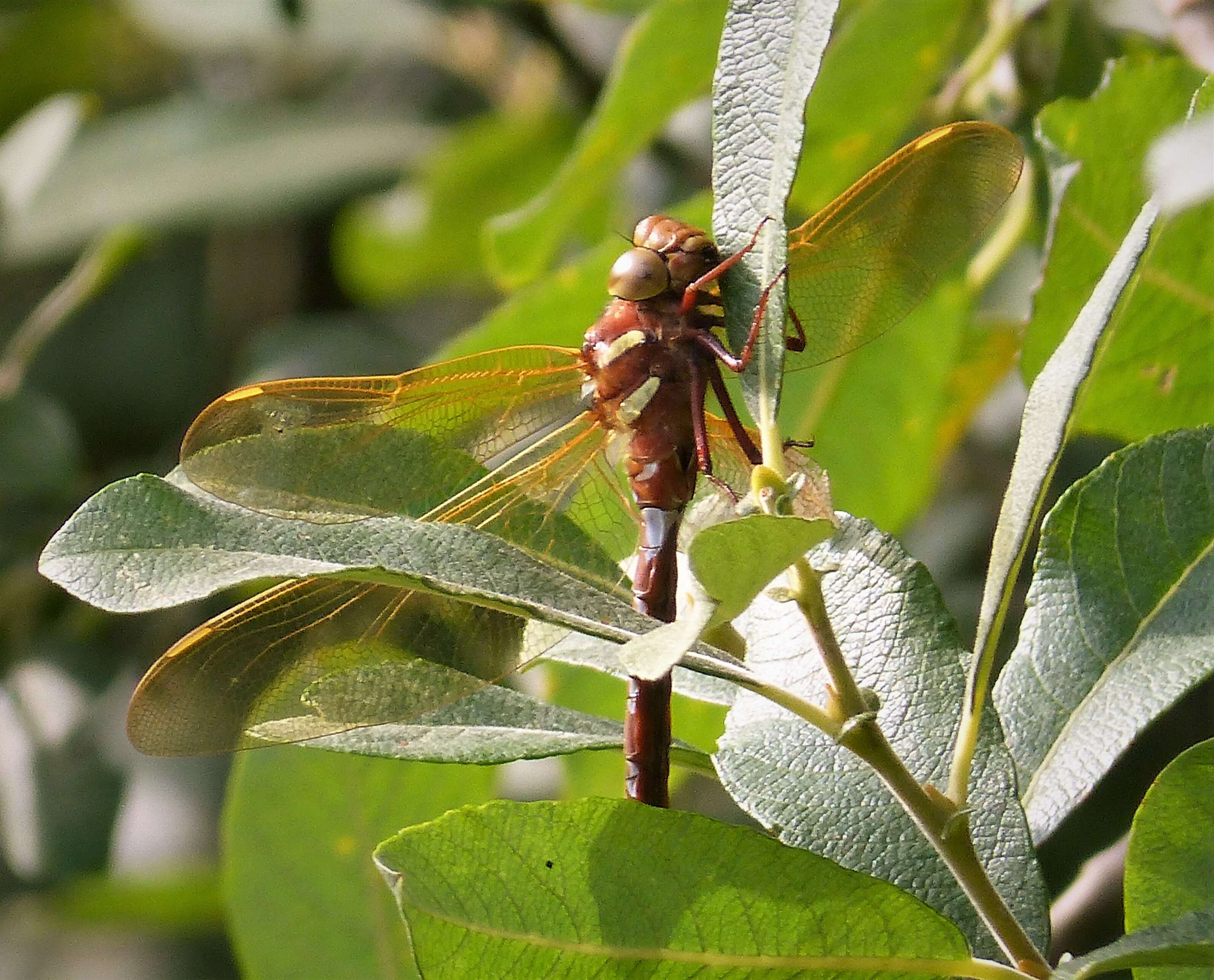 Image of hawker dragonfly