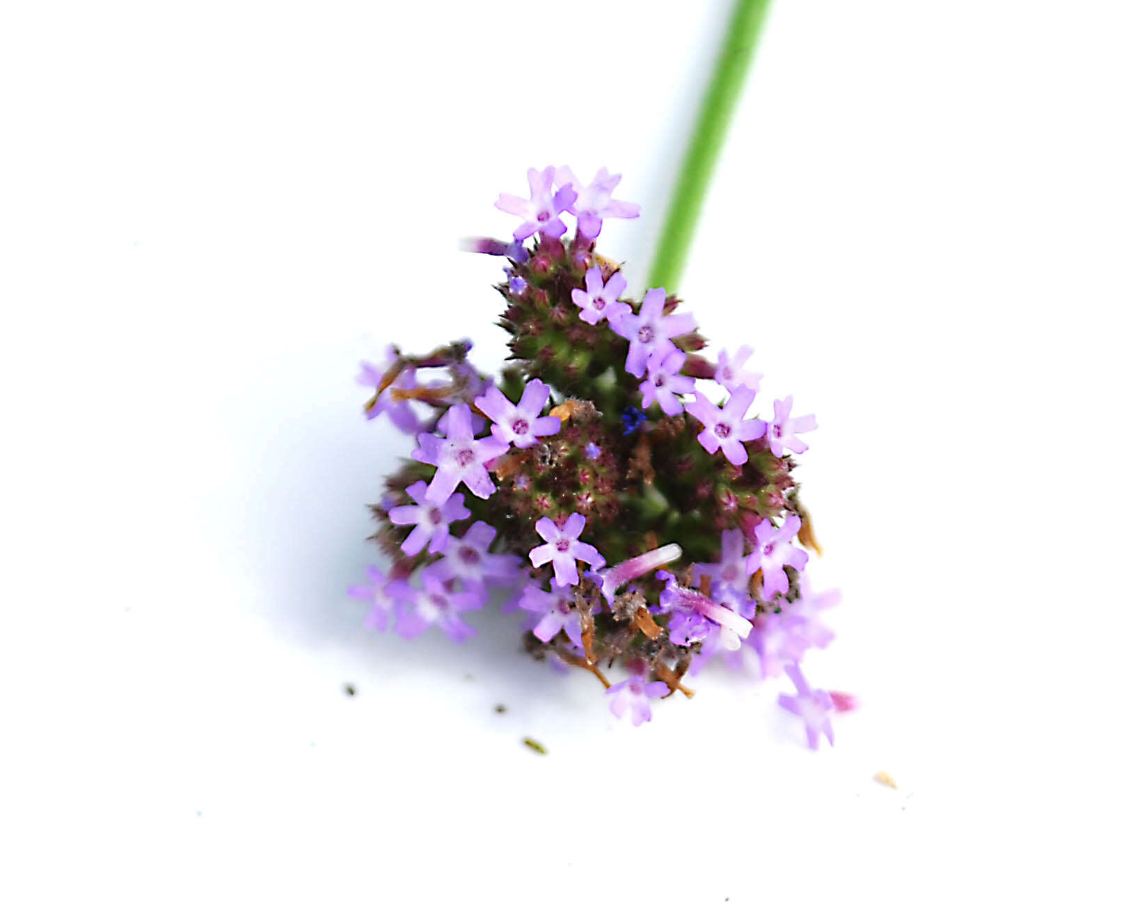 Image of vervain