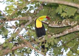 Image of Toucan Sp.