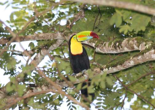 Image of Keel-billed Toucan