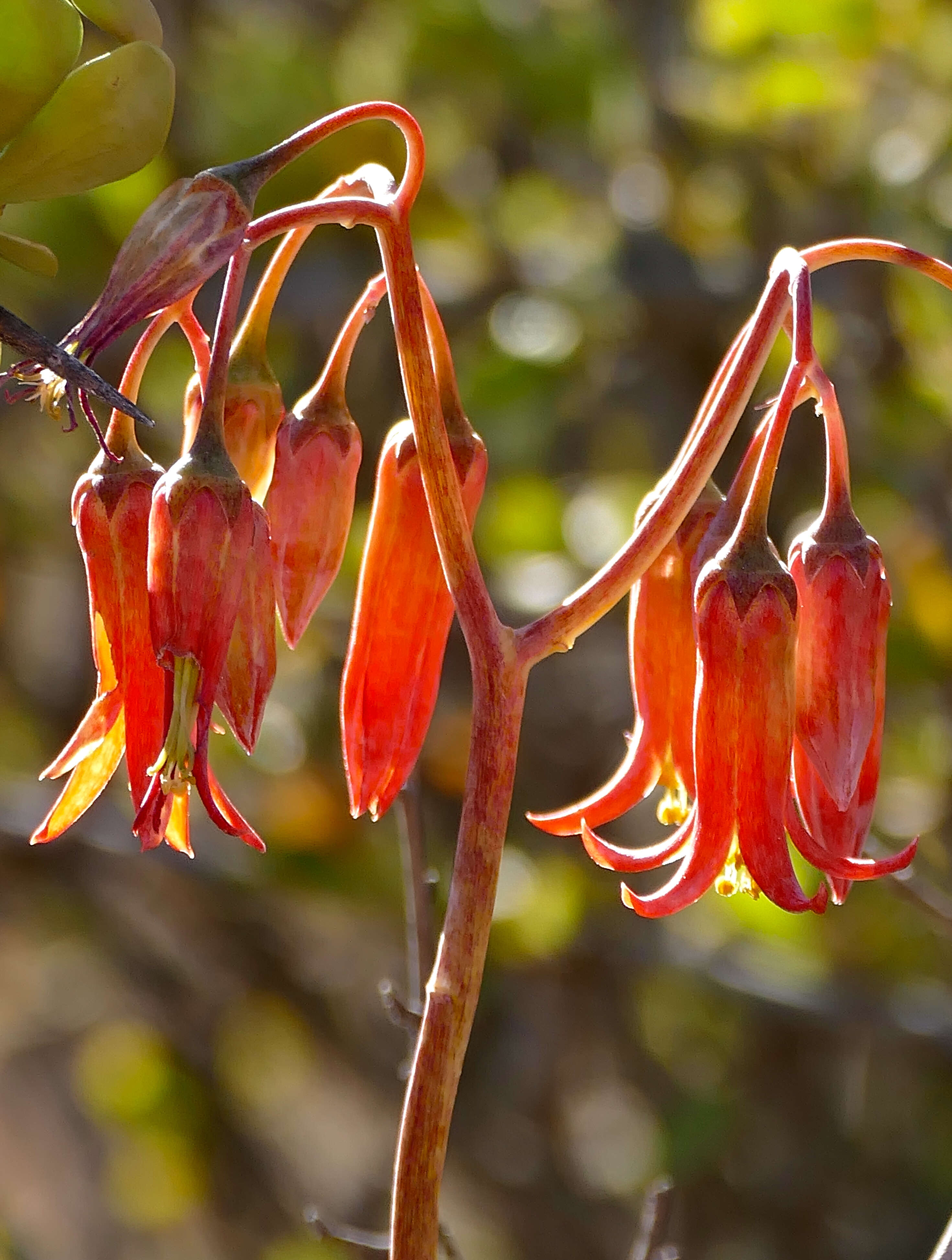 Image of pig's ear