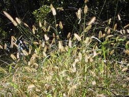 Image of Bristlegrass