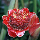 Image of Etlingera solaris (Blume) R. M. Sm.