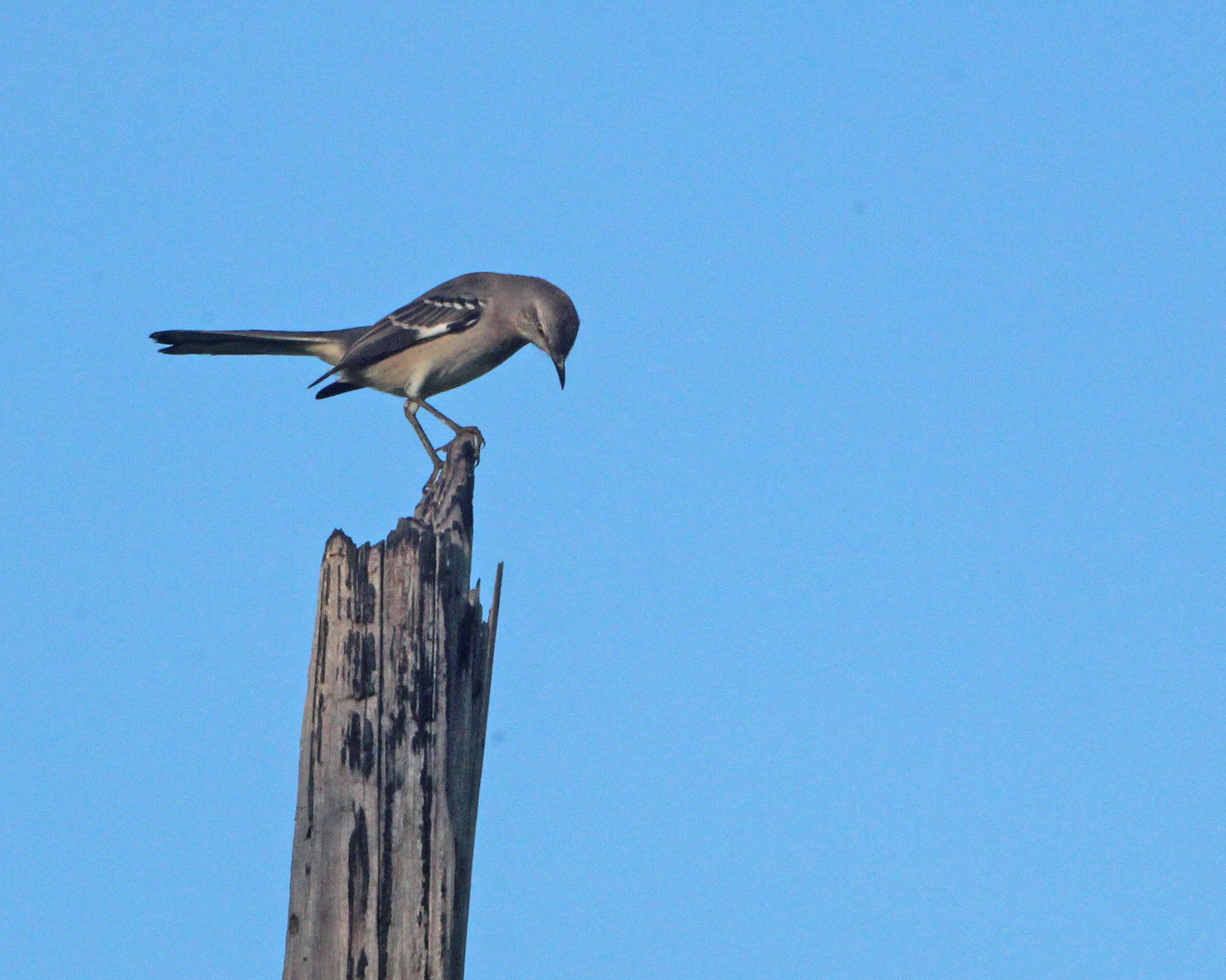 Image of Mimus Boie & F 1826