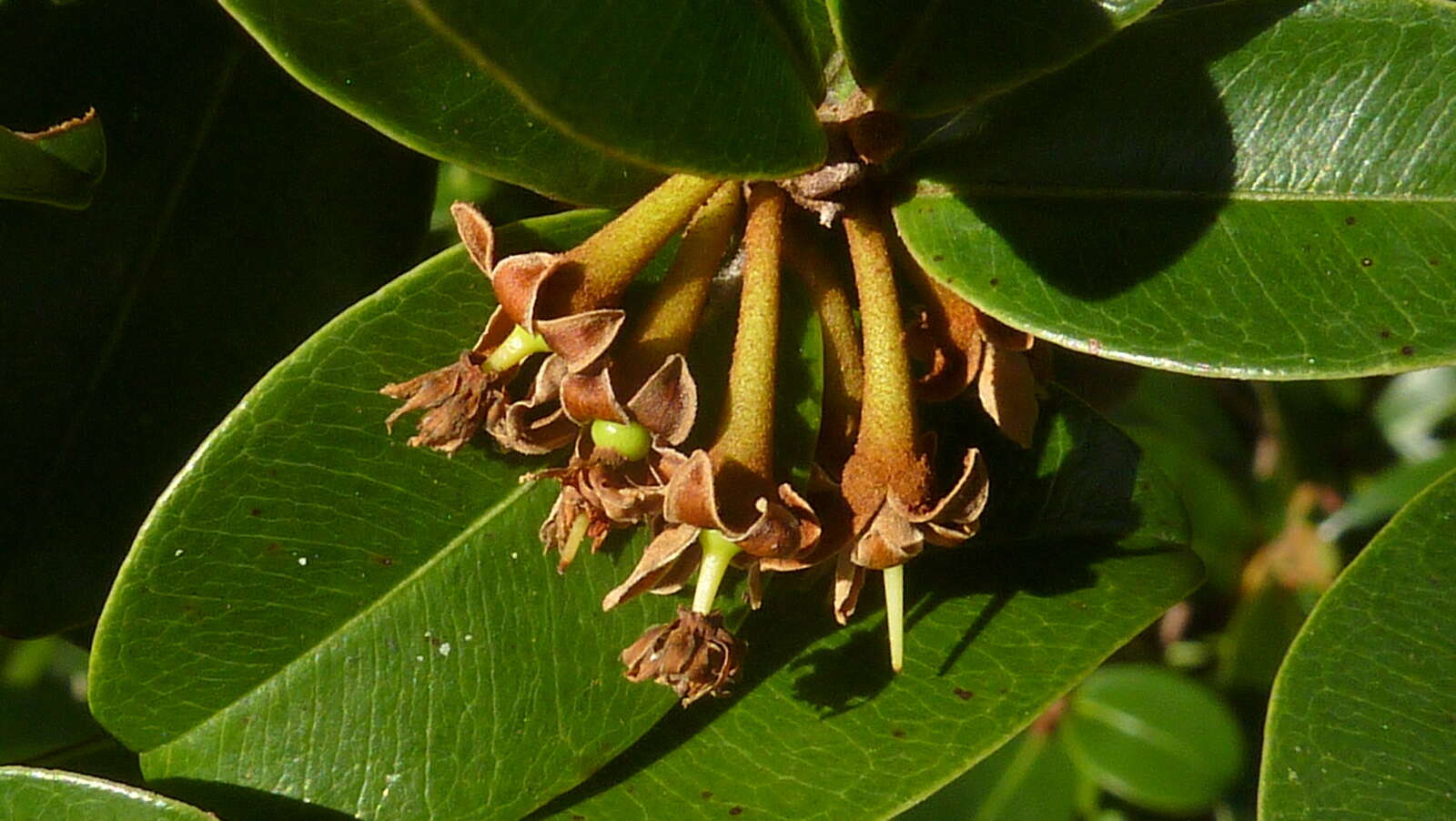 Image of Manilkara dardanoi Ducke