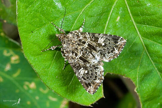 Image de Callopistria delicata