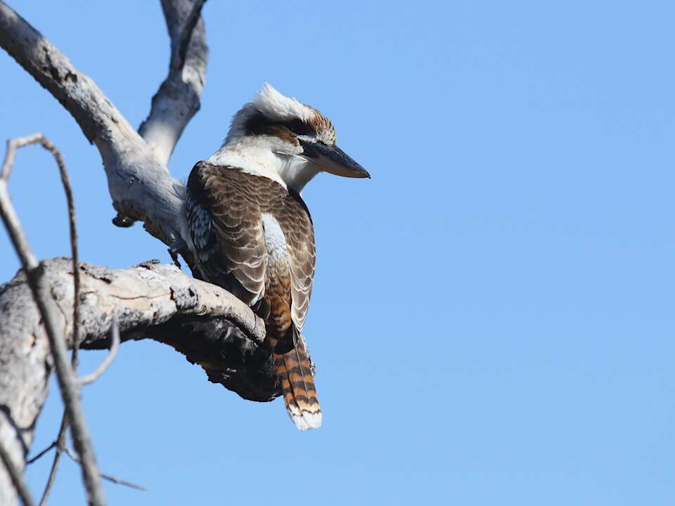 Image of Kookaburra