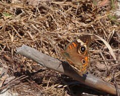 Image of Common buckeye