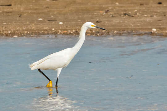 Image of Snowy Egret