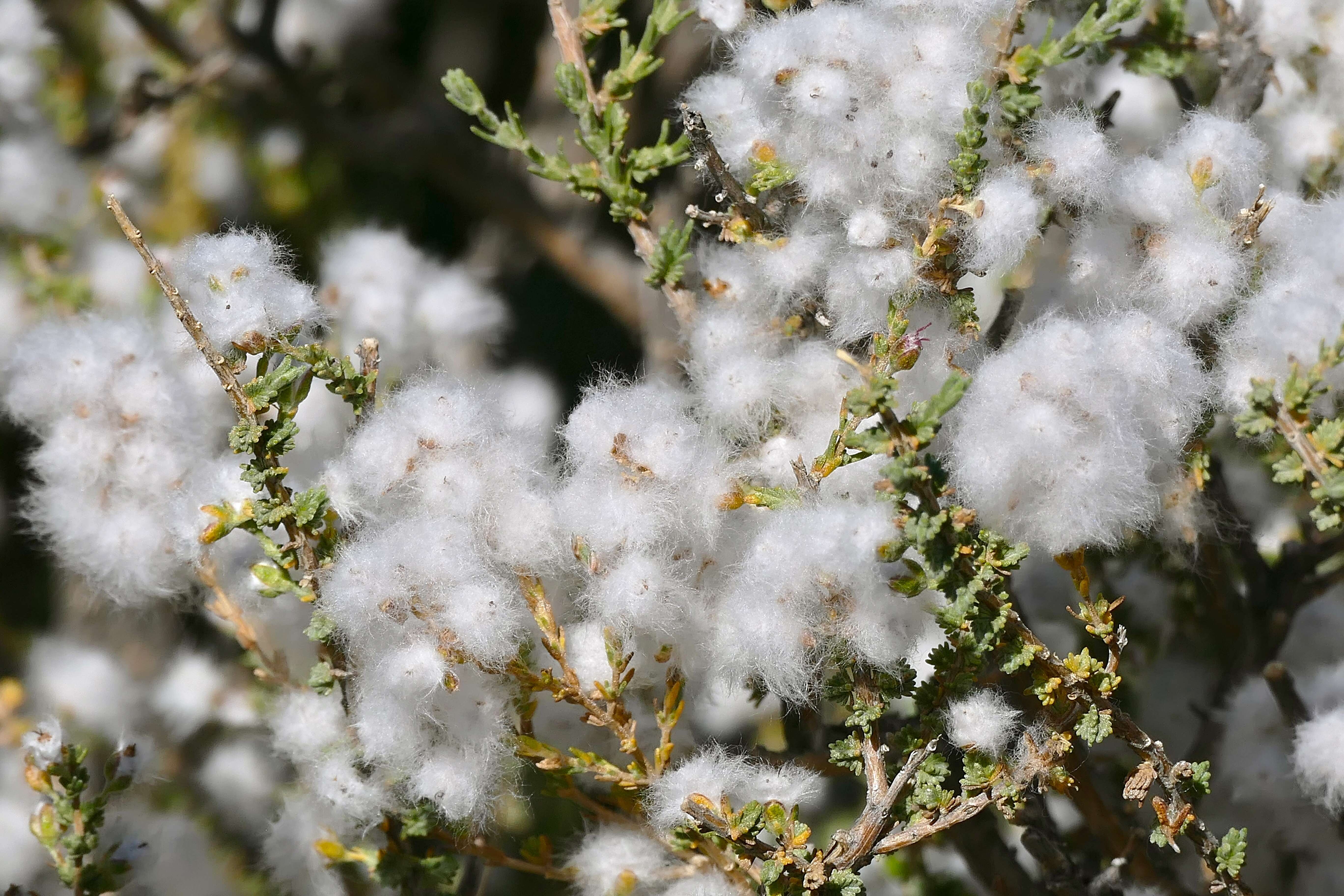 Image of Kapok Bush