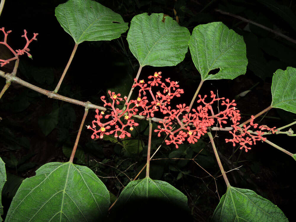 Image of Cissus biformifolia Standl.