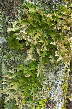 Image of Lungwort