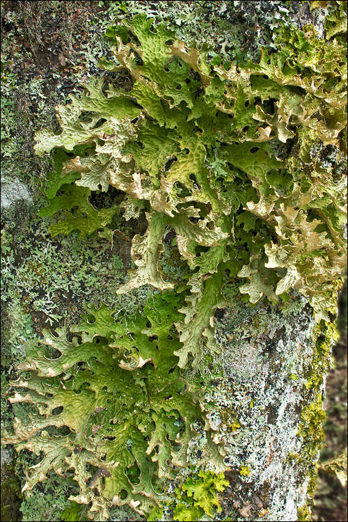 Image of lung lichen