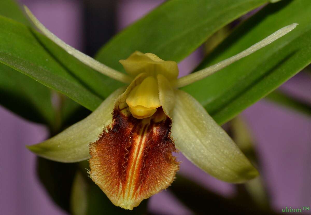 Image of coelogyne orchid