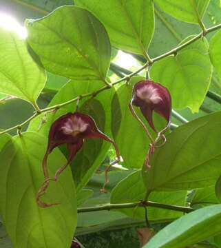 Image of Aristolochia tricaudata Lem.