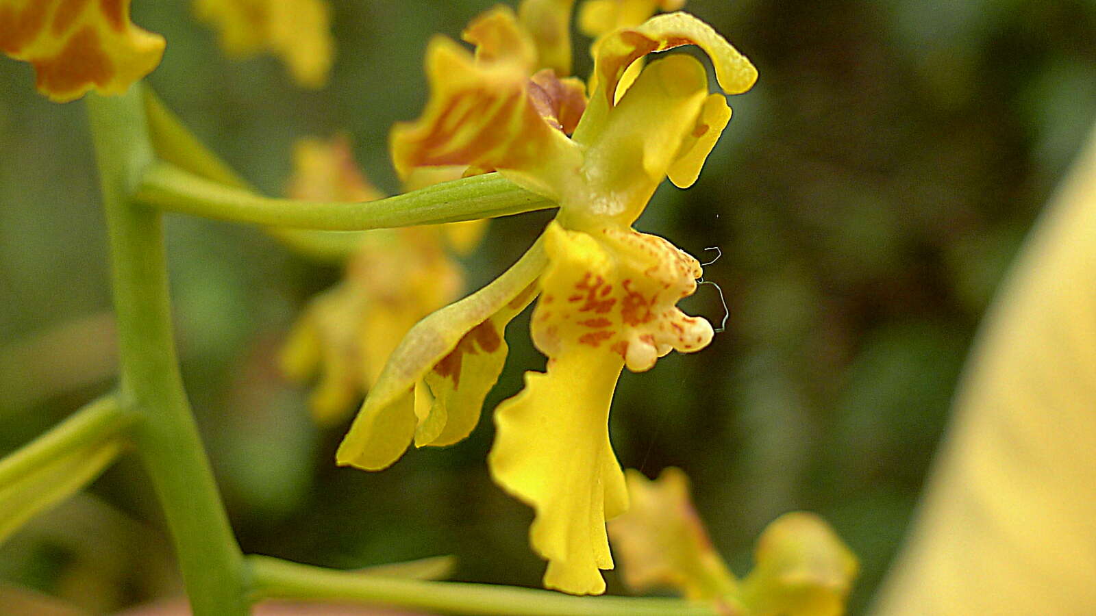 Image of Gomesa alvesiana (Campacci) J. M. H. Shaw