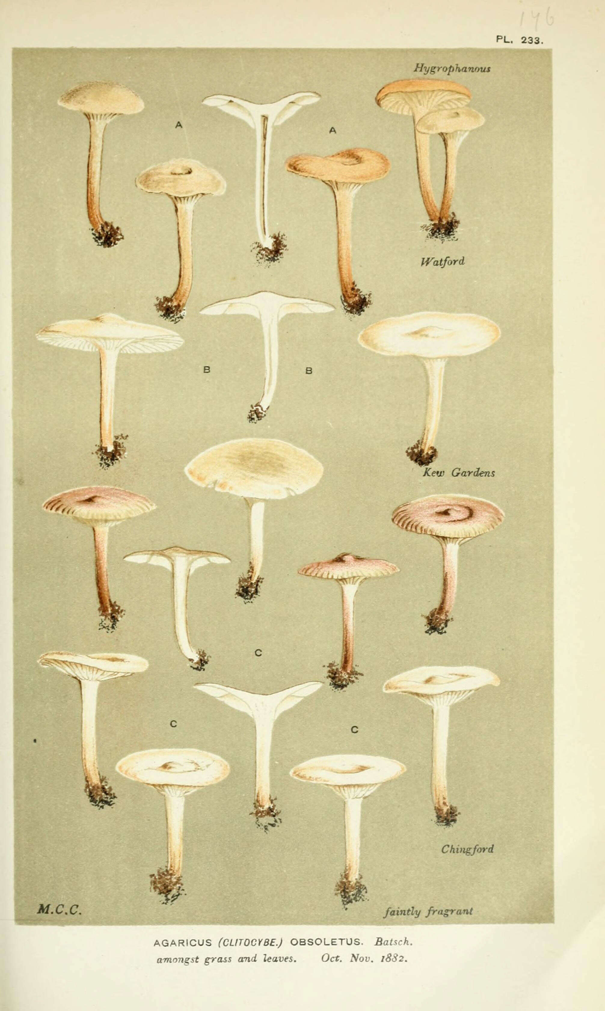 Image of Agaricus obsoletus