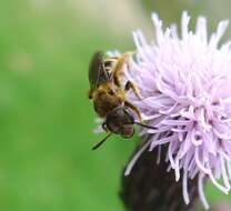 Plancia ëd Lasioglossum Curtis 1833