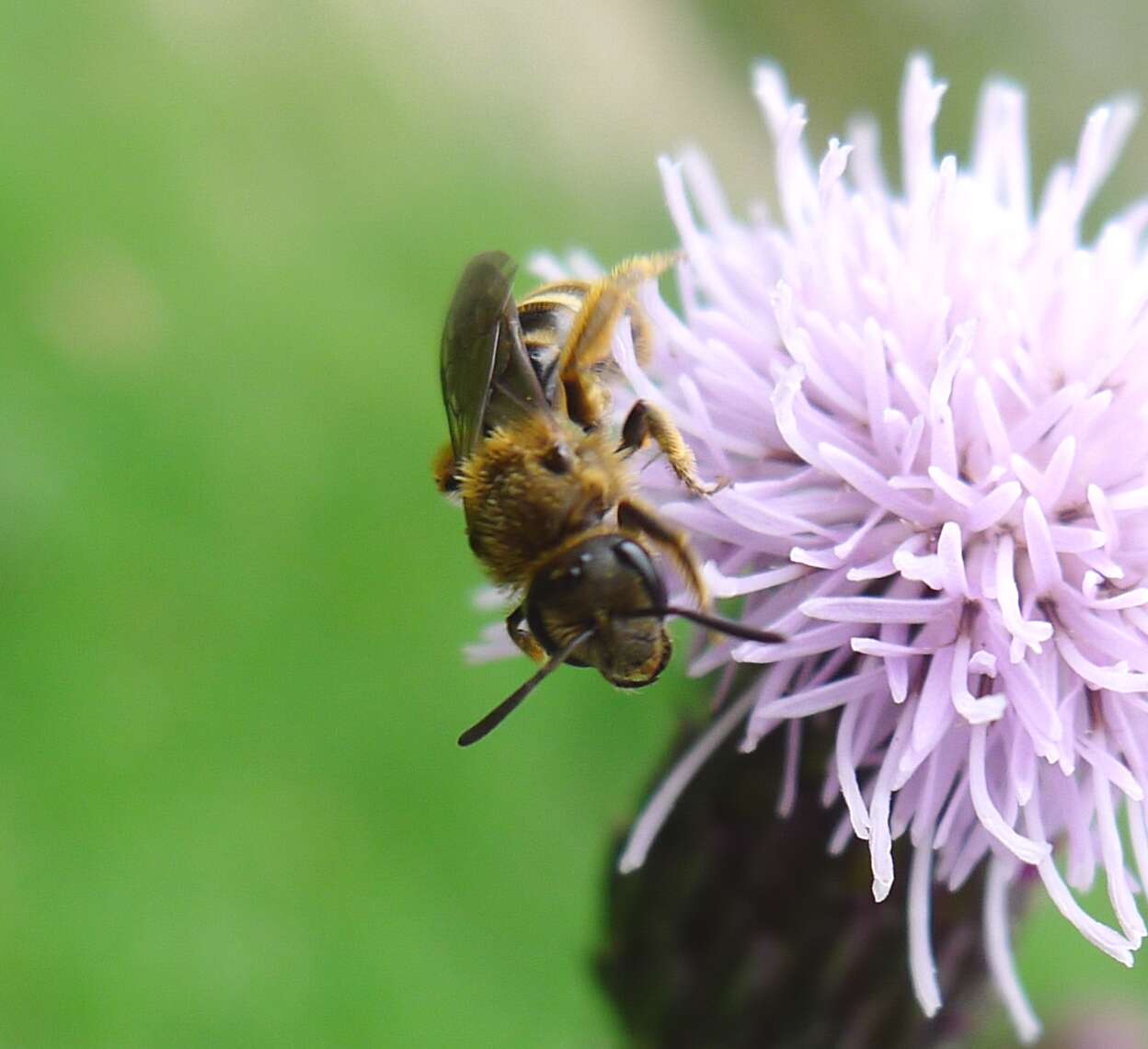 Plancia ëd Lasioglossum calceatum (Scopoli 1763)