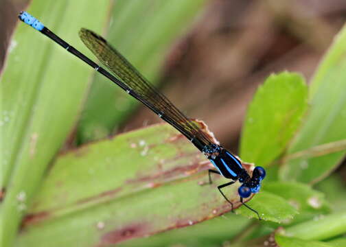 Image of Blue-ringed Dancer