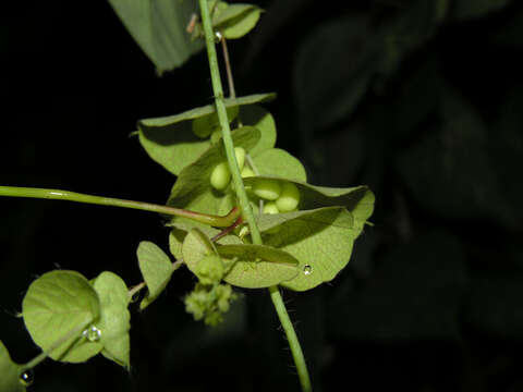 Image of Cissampelos tropaeolifolia DC.