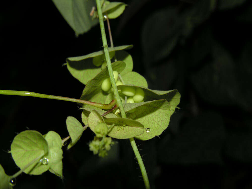 Image de Cissampelos tropaeolifolia DC.