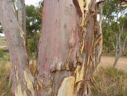 Image of scribbly gum