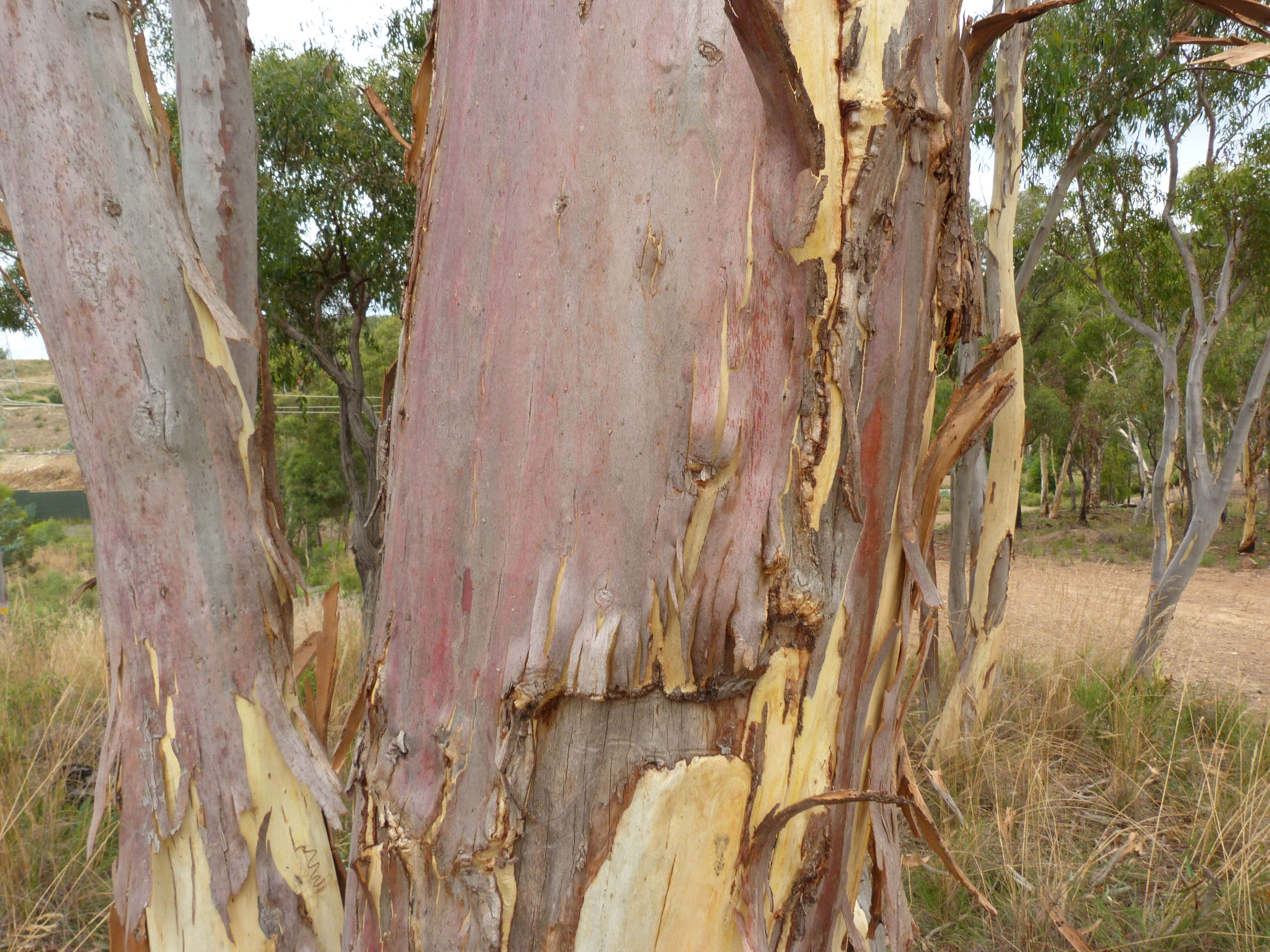 Imagem de Eucalyptus racemosa subsp. rossii (R. T. Baker & H. G. Sm.) B. E. Pfeil & Henwood