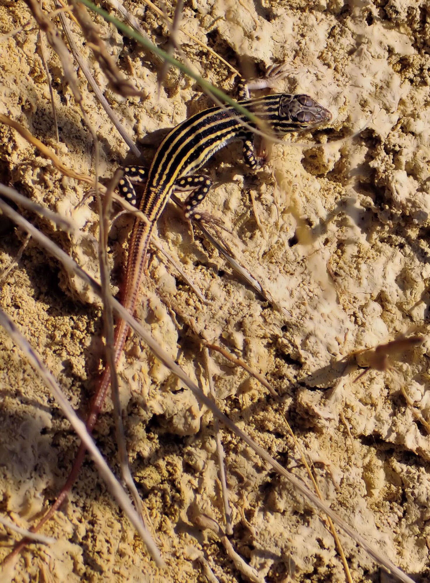 Acanthodactylus erythrurus (Schinz 1833) resmi