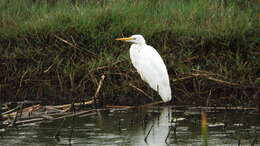 Image of Great Egret